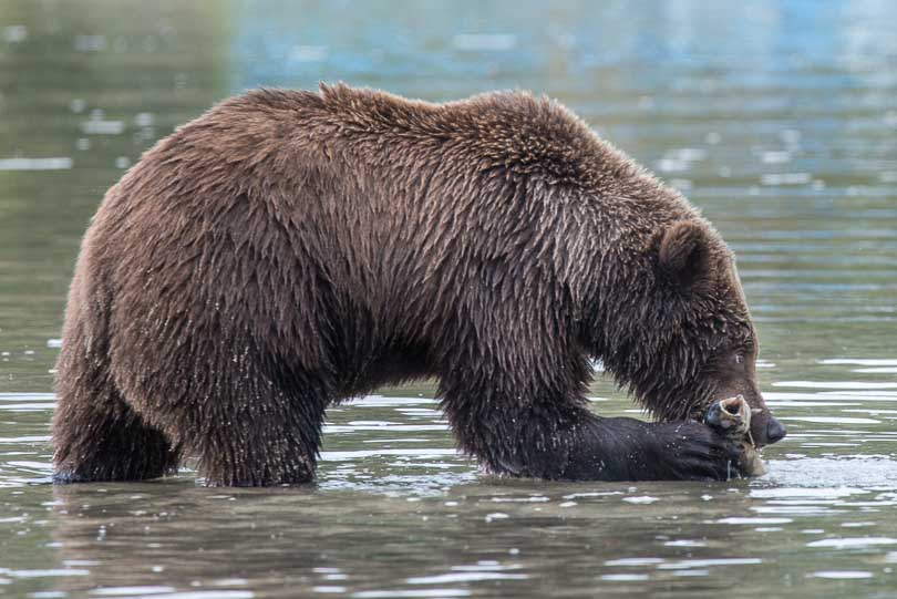 Grizzlybaer in Alaska, Grizzly beim Lachsfang, Wildlife, Nationalpark 