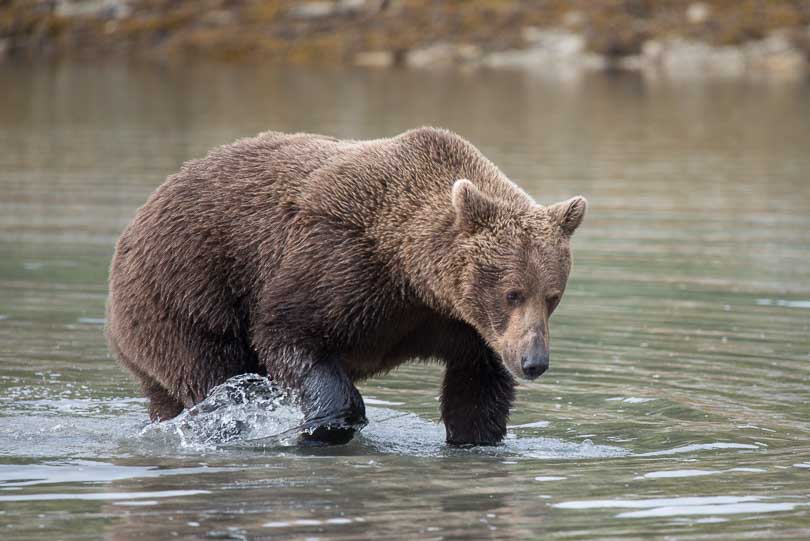 Grizzlybaer in Alaska, Grizzly beim Lachsfang, Wildlife, Katmai Nationalpark