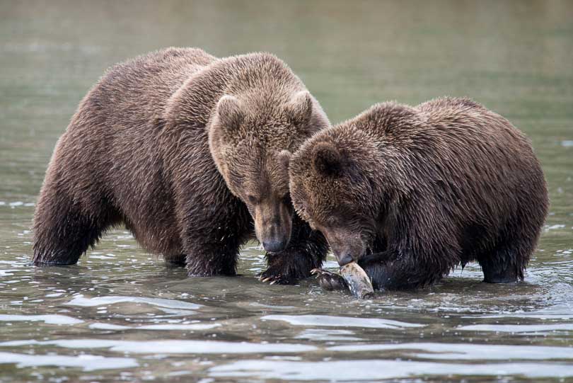 Grizlybaeren in Alaska, Baernmutter mit Jungtier, Katmai Nationalpark, Lachs, Wildlife