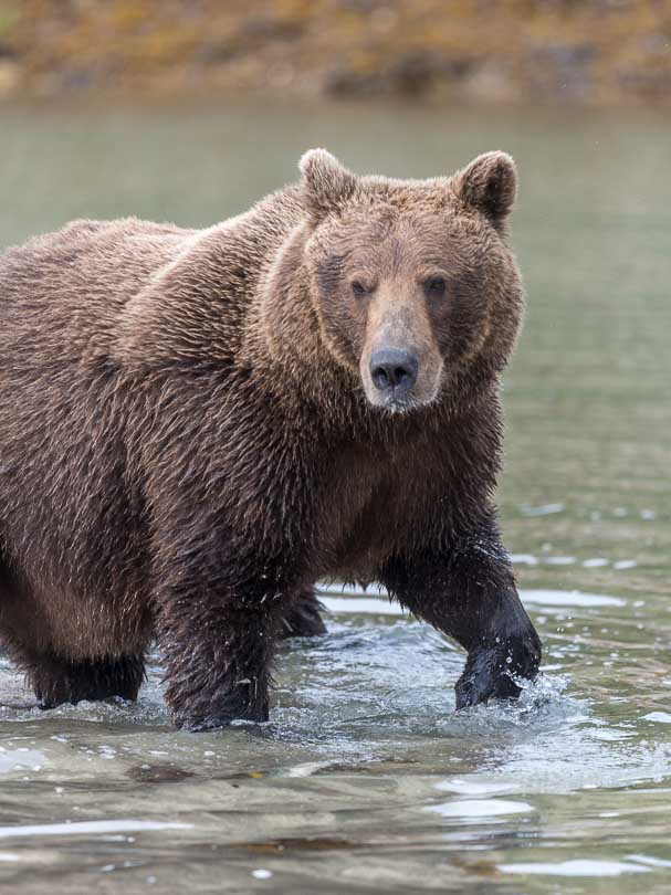 Grizzlybaer in Alaska, Grizzly beim Lachsfang, Wildlife, Nationalpark 