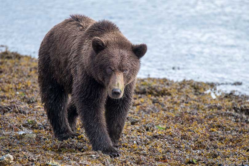 junger Grizzly, Flußufer, Katmai Nationalpark, Alaska, USA