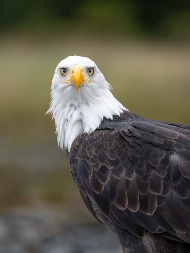 Weißkopfseeadler in Alaska bei Sitka, Wilflife 