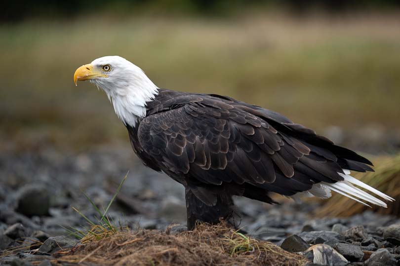 Weißkopfseeadler in Alaska bei Sitka, Adler, USA, Natur, Wildlife