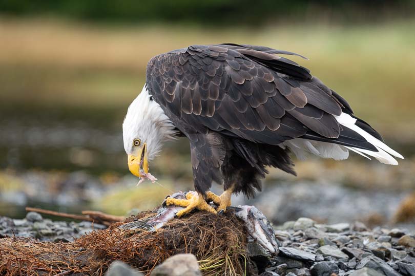 Weißkopfseeadler mit Lachs in Alaska nahe Sitka, Natur, Wildlife, USA